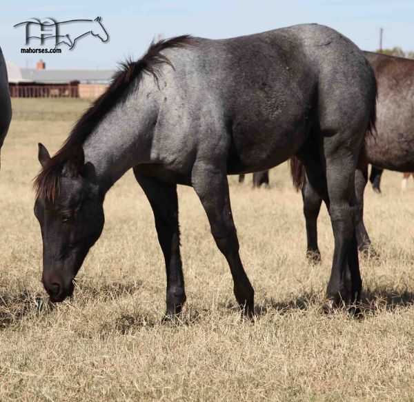 Rainy Blu Hancock MA's 2022 blue roan colt